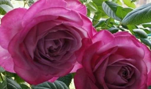 华为玫瑰金色的手机图片
:爱上养花，那就养盆紫魂香水，神秘娇艳，富贵大气，闭月羞花之容