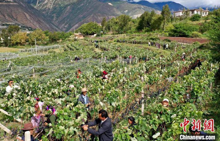 生态版苹果木颜色:西藏芒康：绿色发展按下“快进键” 打造特色生态经济发展之路-第4张图片-平心在线